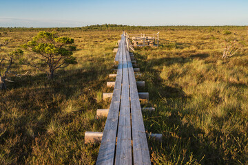 A long wooden eco-trail stretches into the distance through a picturesque bog at sunset. A concept...