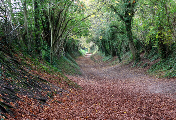 A view of a path through a tunnel of trees during autumn season 