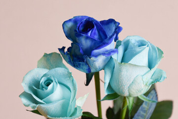 青い薔薇