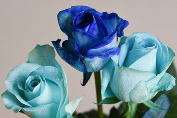 青い薔薇
