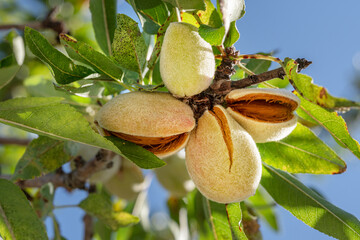 Almond nuts on almond tree close up. Blue sky at the background.