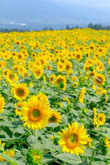 Obraz premium ひまわり