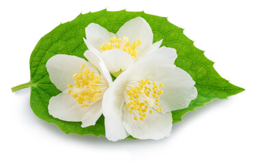 Jasmine flowers with green leaves on white background close up. File contains clipping paths.