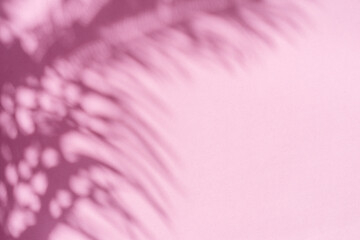 Blurred shadow of tropical palm leaves on pink wall background. Summer concept.