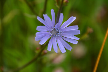 Close-up of a vibrant blue chicory flower in full bloom, surrounded by lush green foliage