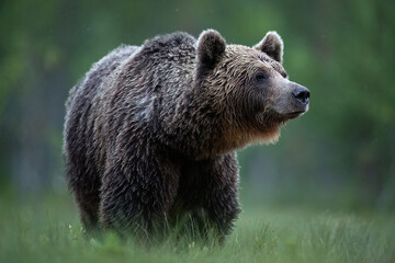 Brown bear at summer twilight