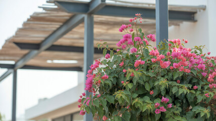 Naklejka premium Vibrant pink bougainvillea flowers cascade down a grey pillar near a wooden pergola