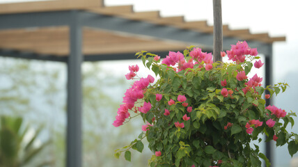 Vibrant pink bougainvillea flowers bloom against a blurred background of modern architecture