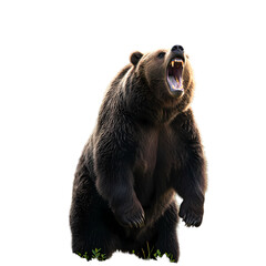 Fototapeta premium Grizzlys Roar A Powerful Moment in the Wild isolated on transparent background