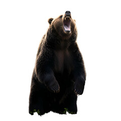 Obraz premium Grizzly Bear in Defensive Posture A Powerful Display of Raw Nature isolated on transparent background