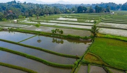 A farmer tends to the rice paddies in Ubud, Bali, Indonesia. The terraced fields are flooded for...