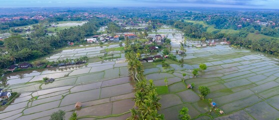 Aerial view of rice paddies in Ubud, Bali, Indonesia. The rice fields are flooded with water, reflecting the sky. Palm trees and houses dot the landscape.