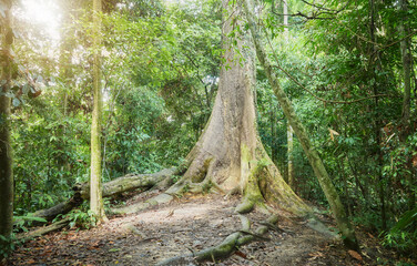 Virgin rainforest in Borneo, Sabah, Malaysia.