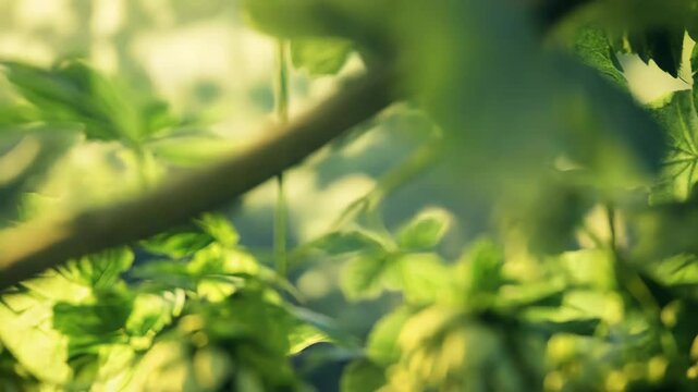 Common hop cones growing on a bine in a field during a sunny day