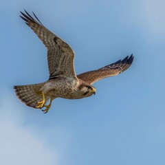 Fototapeta premium osprey in flight
