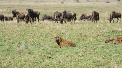 A Hyena is Observing a Migratory Herd of Animals Within the Expansive Savanna Landscape