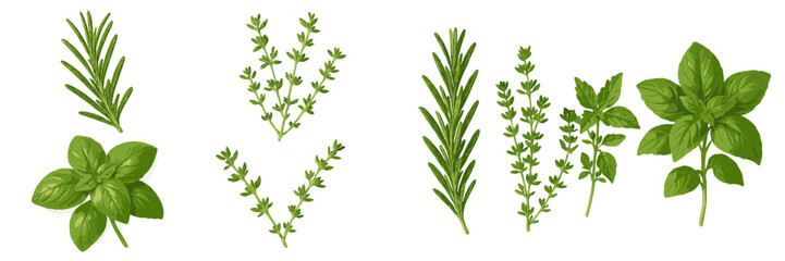 Fresh herbs displayed showcasing basil, rosemary, and thyme varieties on a white background for culinary inspiration