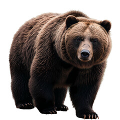 Fototapeta premium Grizzly Bear Portrait isolated on transparent background