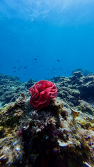 Nudibranch eggs underwater. Nudibranch eggs as a red rose on top of a coral reef underwater.