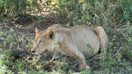 The Lioness in Stealth Capturing the Incredible Moment in Nature and Wildlife, a true marvel...
