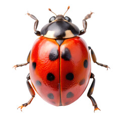 ladybug on white background
