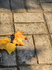 autumn leaves on the ground
