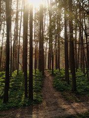 footpath in the woods