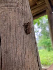 Cicada Shell Clinging to Rustic Wooden Post in Natural Setting