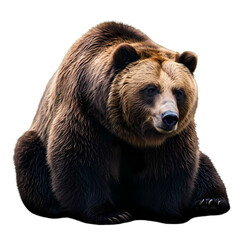 Fototapeta premium Powerful Grizzly Bear A CloseUp Portrait Against a Black Background isolated on transparent background