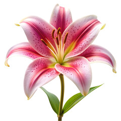 Fototapeta premium pink lily flower