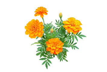 マリーゴールド