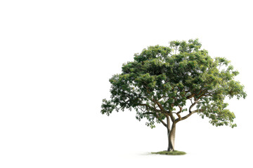 Beautiful ester tree foliage displayed on transparent background