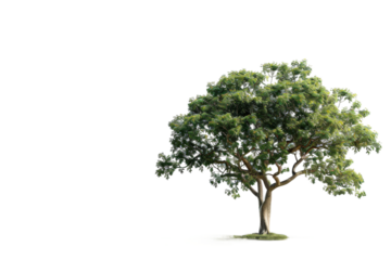 Beautiful ester tree foliage displayed on transparent background