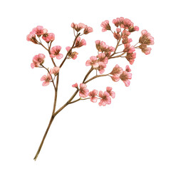 Twig of Pinkish Coral Limonium Flowers on White Background