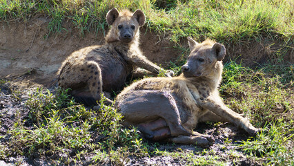 Two Hyenas Are Relaxing and Enjoying Their Time in the Wilderness of Africas Savanna