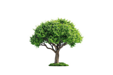 Green ester tree image with branches on transparent background