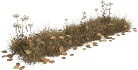 Cluster of dry grass and seed heads with fallen leaves on a transparent background