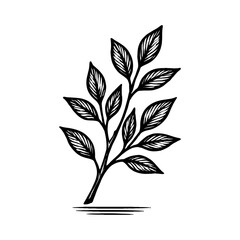 Beautiful Botanical Plant Branch with Detailed Leaves Black and White Outline Line Art Drawing Vintage Engraving Style