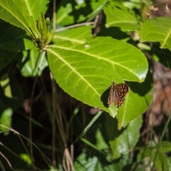 Beautiful Speckled Butterfly Perched on a Vibrant Green Leaf
