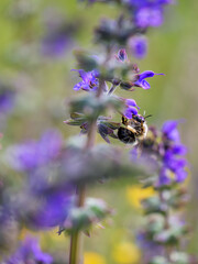 Bumblebee at work on purple Salvia flower, symbolizing nature's balance