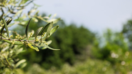 Fresh olive tree branch with new green leaves outdoors