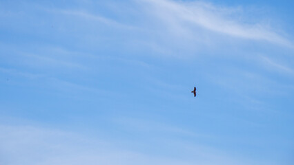 Red kite soaring against clear blue sky with wispy white clouds