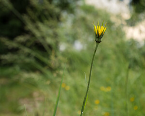 Yellow Tragopogon wildflower bud emerging in natural meadow setting