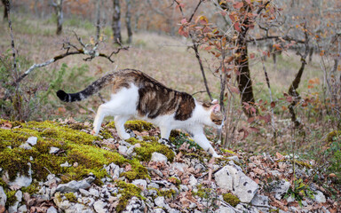 Energetic pet cat exploring natural terrain for outdoor lifestyle