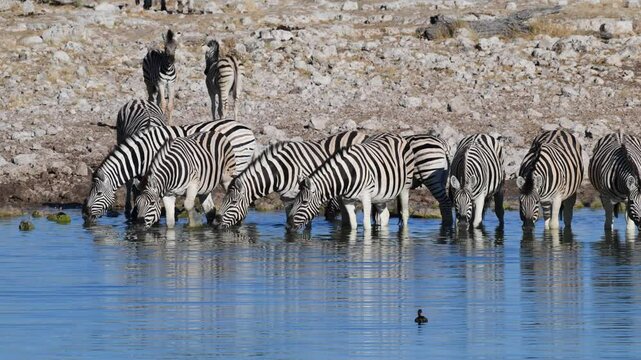 Plain zebras at waterhole,  zebras drinking from a puddle,  Equus quagga,  zebra, savannah,  Etosha, Namibia