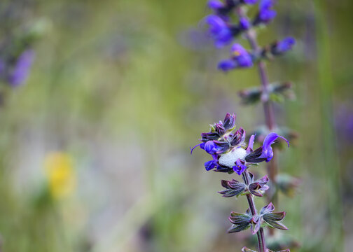 Cuckoo Spit Foam on Purple Salvia Wildflower Stem