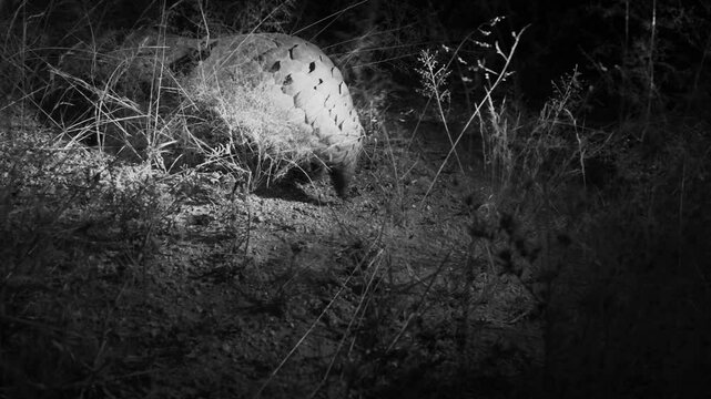 Temminck&rsquo;s Ground Pangolin,  Smutsia temminckii, under infrared light so as not to disturb the animal, infrared light , BW, B&W, slow motion,  savannah, pangolin is digging, pangolin, Okongjima reserv
