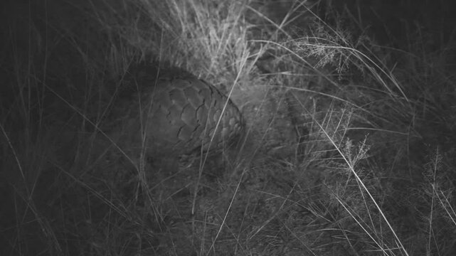 Temminck&rsquo;s Ground Pangolin,  Smutsia temminckii, under infrared light so as not to disturb the animal, infrared light , BW, B&W, slow motion,  savannah, pangolin is digging, pangolin, Okongjima reserv