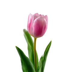 Naklejka premium Pink Tulip Flower Green Leaves isolated on a transparent background 1