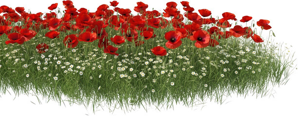 A field of blooming red poppies and white wildflowers in lush green grass